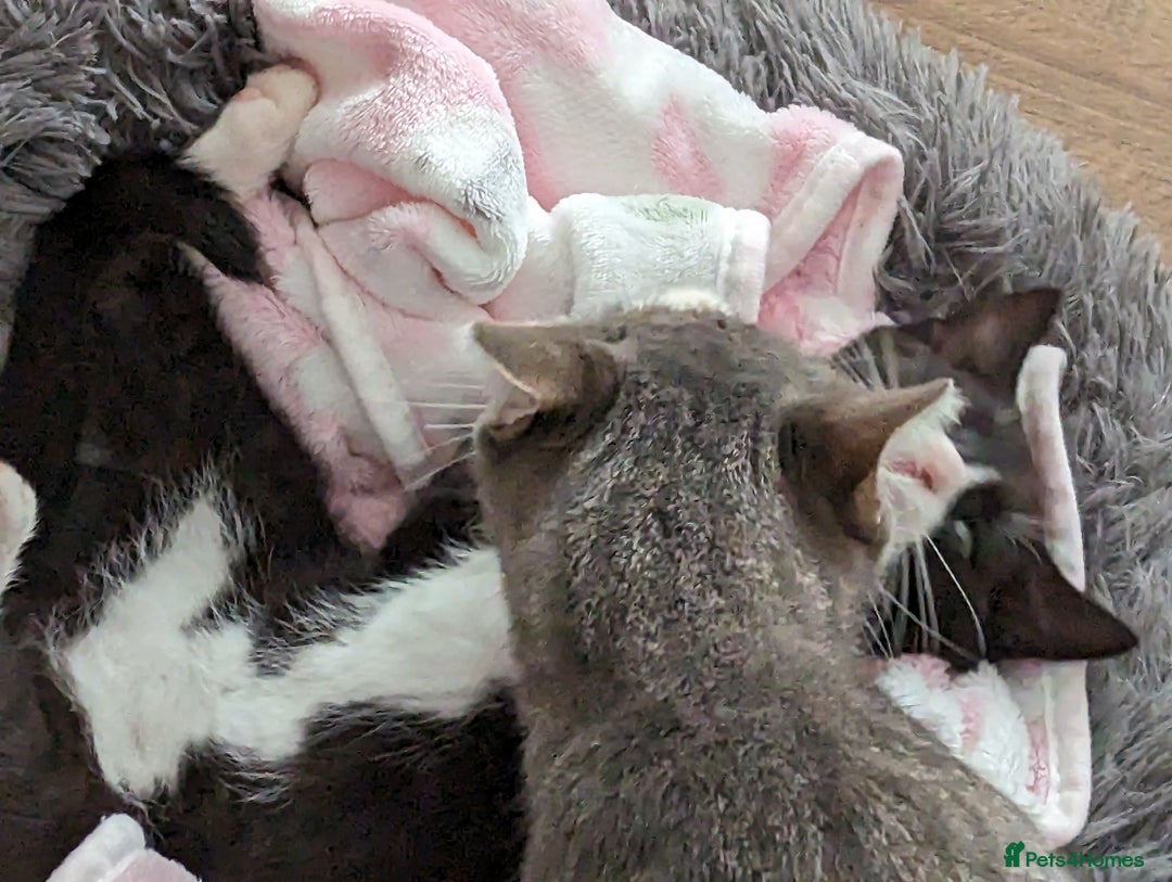 Mixed Breed cats for sale: A cute kitten named Kacper is looking for love - Image 9