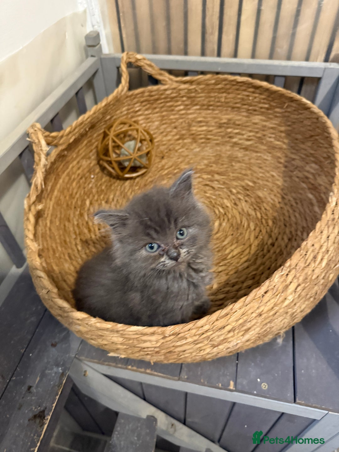 Ragdoll cats for sale: Cross breed Ragdoll kitten - Image 4