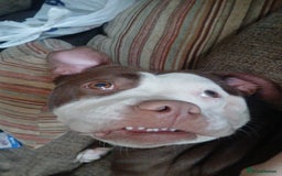 Alapaha Blue Blood Bulldog dogs for sale: Star! Alapaha Blue Blood Bulldog, 2 Years old - Image 3