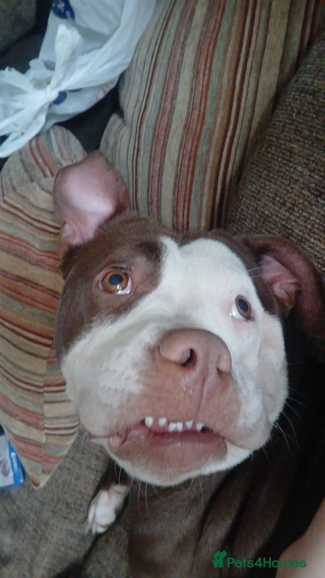 Alapaha Blue Blood Bulldog dogs for sale: Star! Alapaha Blue Blood Bulldog, 2 Years old - Image 3