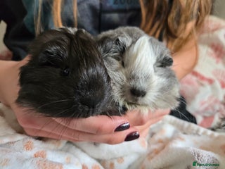 Guinea Pig rodents 2 male guinea pigs long haired silkie pointed - Advert 21