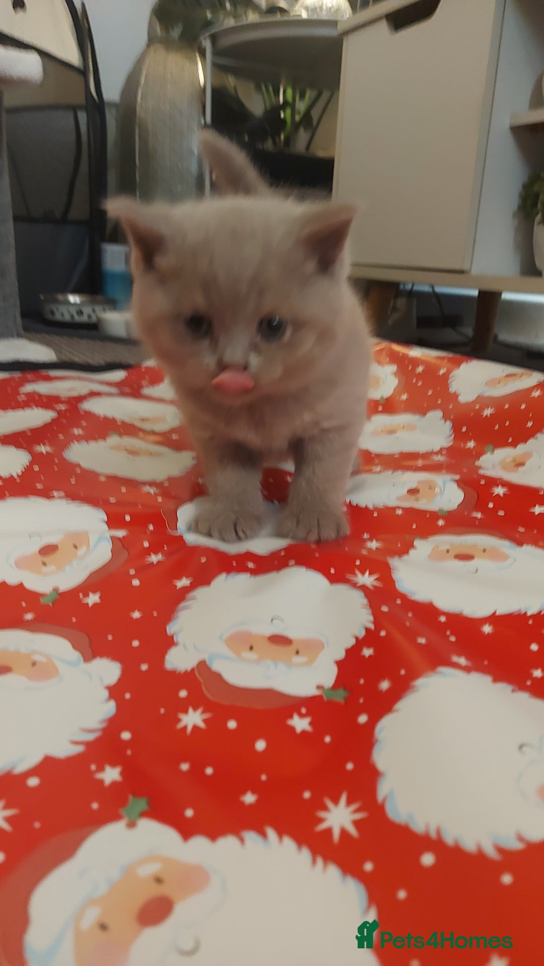 British Shorthair cats for sale: STUNNING 4 MALES BSH KITTENS 900£ - Image 14