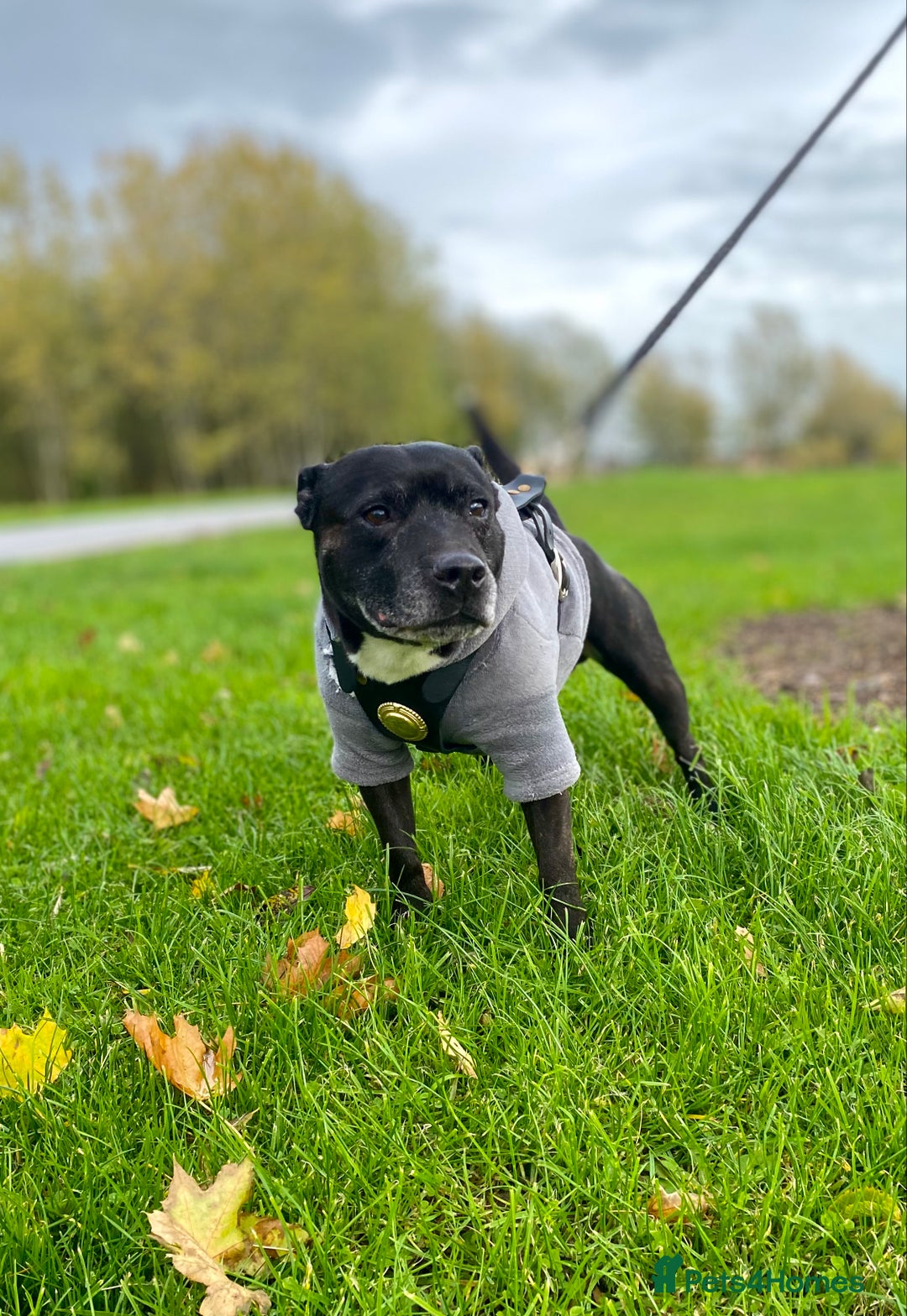 Staffordshire Bull Terrier dogs for stud: Quality STUD carries blue, red and tri gene  - Advert 7