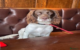 Mixed Breed dogs for sale: Cocker Spaniel cross Cavapoo Pups - Image 5