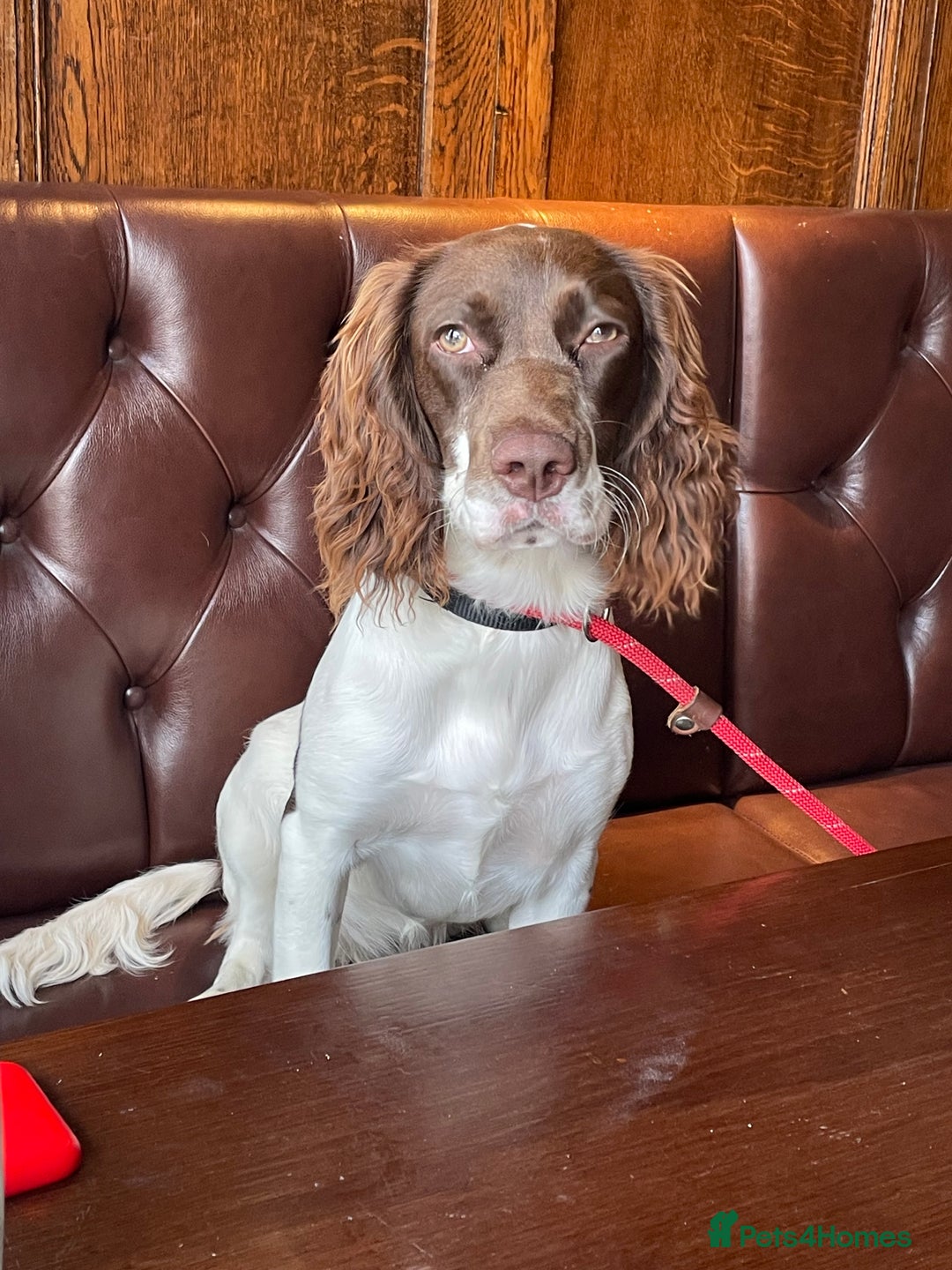 Mixed Breed dogs for sale: Cocker Spaniel cross Cavapoo Pups - Image 5