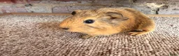 Guinea Pig rodents for sale: Beautiful Buff and Agouti Selfs  - Advert 6