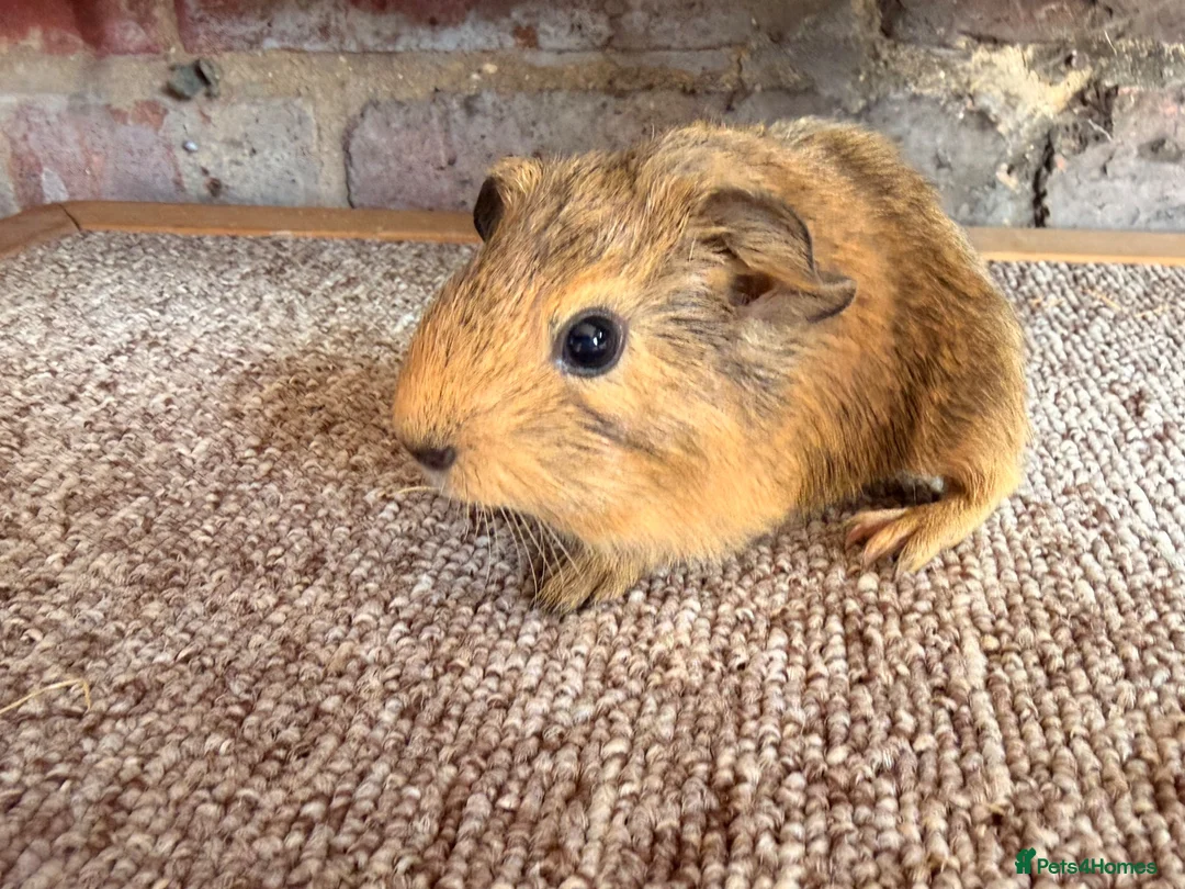 Guinea Pig rodents for sale: Beautiful Buff and Agouti Selfs  - Advert 6