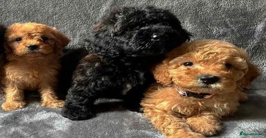 Cavapoo dogs - Advert 4