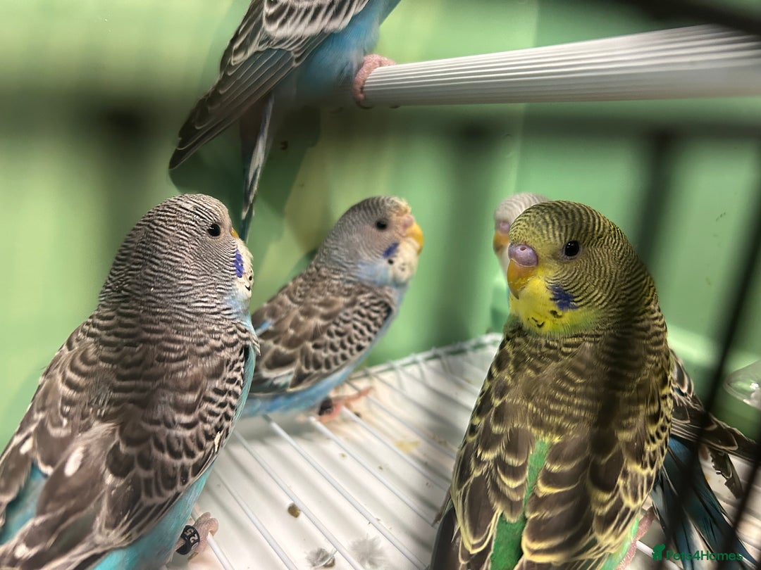 Budgerigars birds for sale: Budgies for sale, all in good health - Advert 10