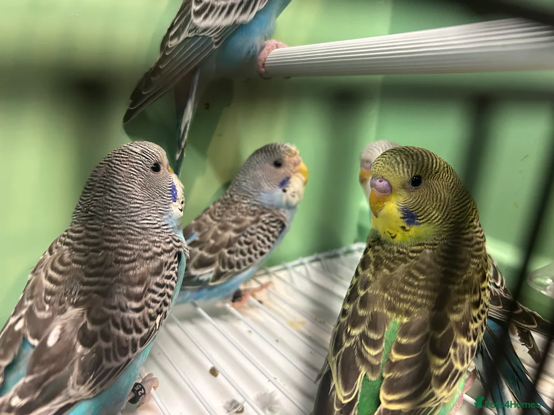 Budgerigars birds for sale: Budgies for sale, all in good health - Advert 13