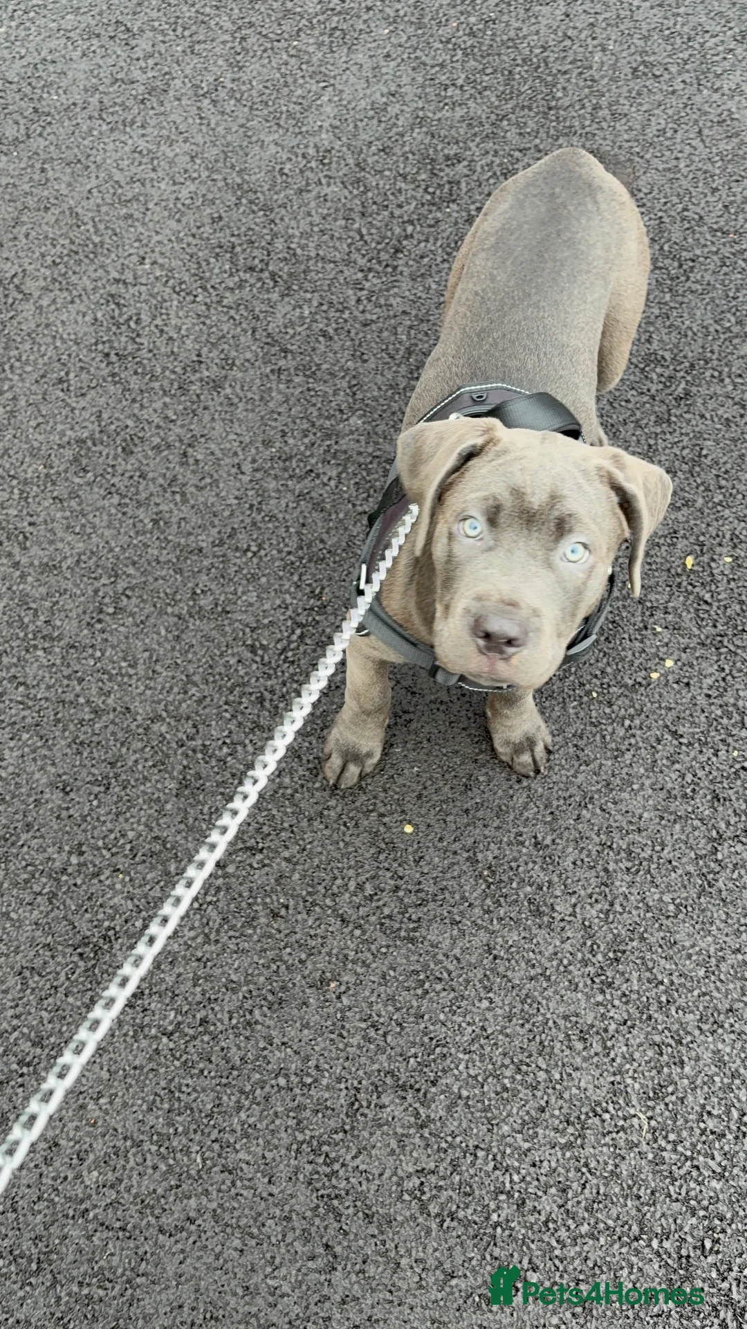 Mixed Breed dogs for sale: Cane Corso x Presa Canairo - Advert 3