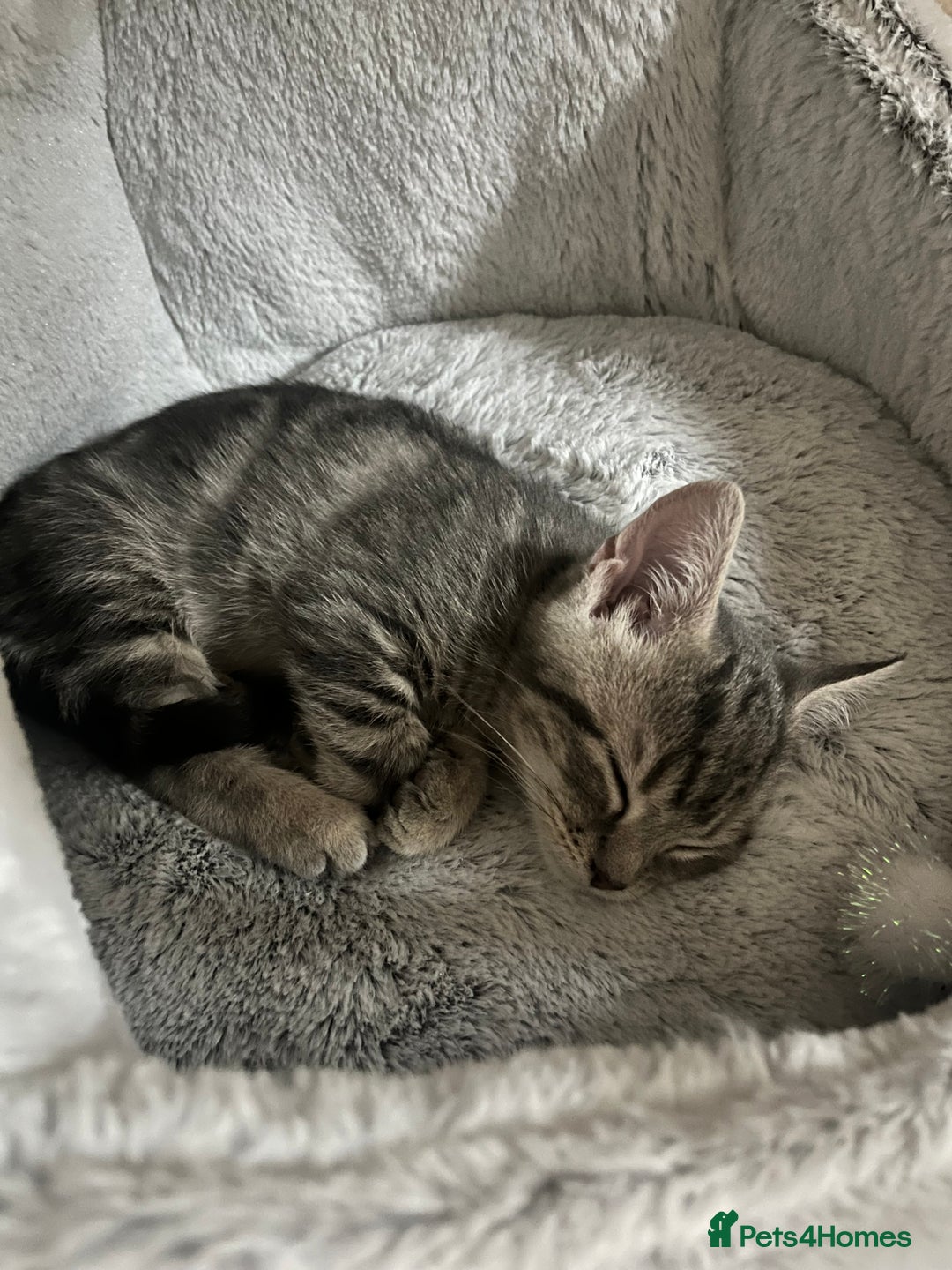 American Shorthair cats for sale: 16 weeks old kitten - Advert 10