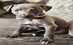 Whippet dogs for sale: KC Registered Blue Laguna Whippets - Image 25