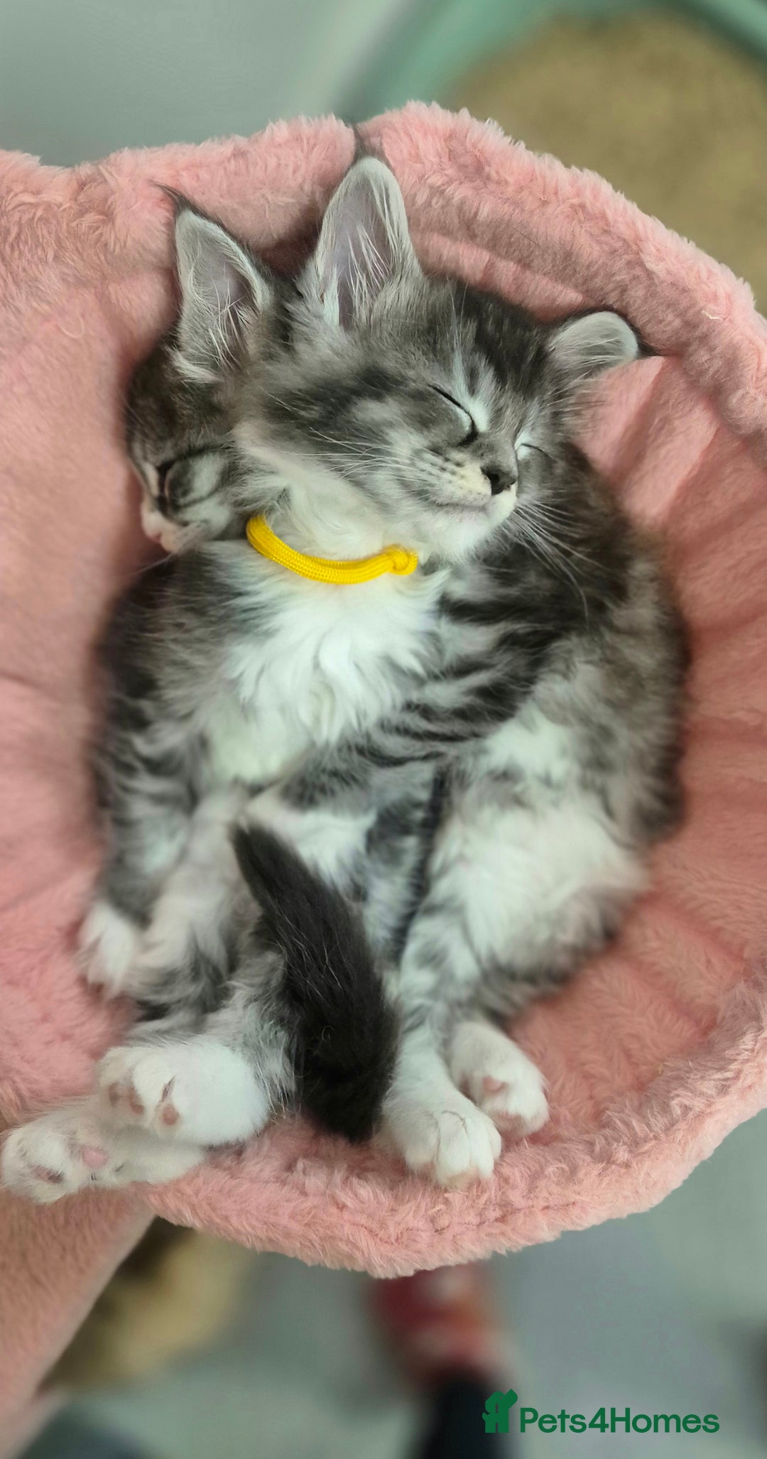 Maine Coon cats for sale: 🎀 Outstanding GCCF Pedigree Maine Coon Kittens 🎄 - Advert 11