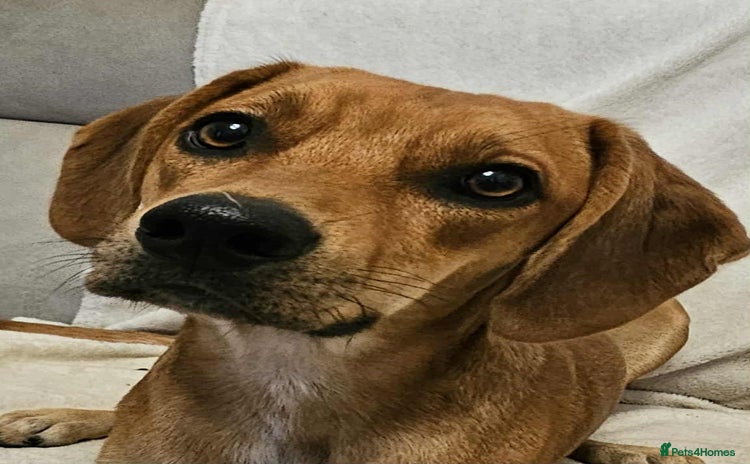 Mixed Breed dogs - Advert 11