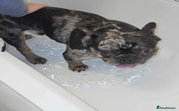 French Bulldog dogs for sale: 4 year old male French bulldog  - Image 1