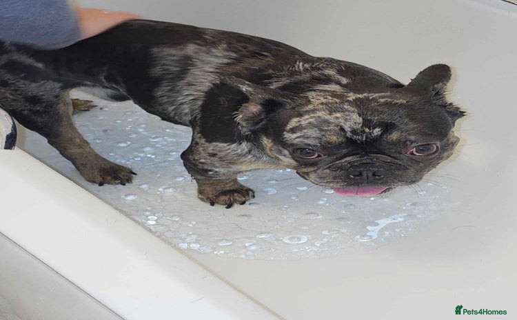 French Bulldog dogs - Advert 1