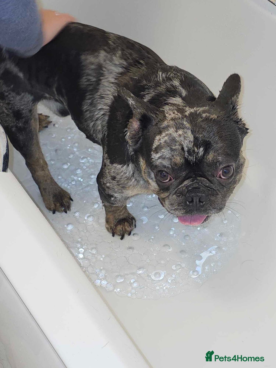 French Bulldog dogs for sale: 4 year old male French bulldog  - Image 1