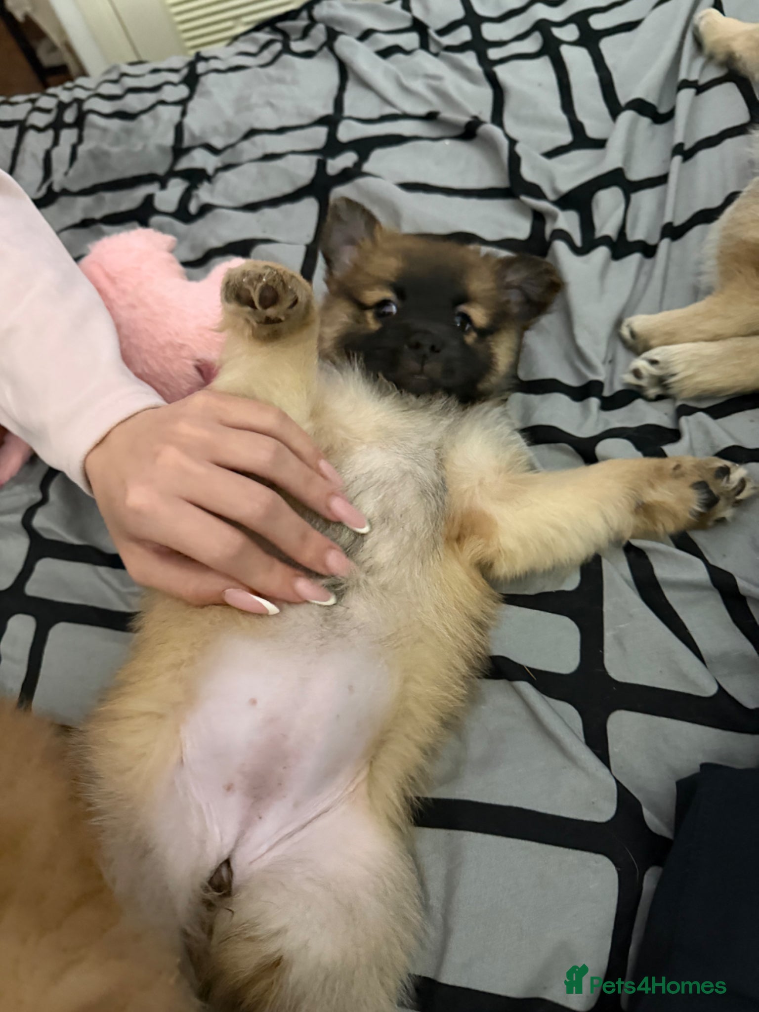 Mixed Breed dogs Bichon frise x Pomeranian pups  - Advert 5