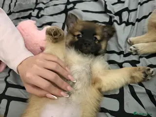 Mixed Breed dogs Bichon frise x Pomeranian pups - Advert 5