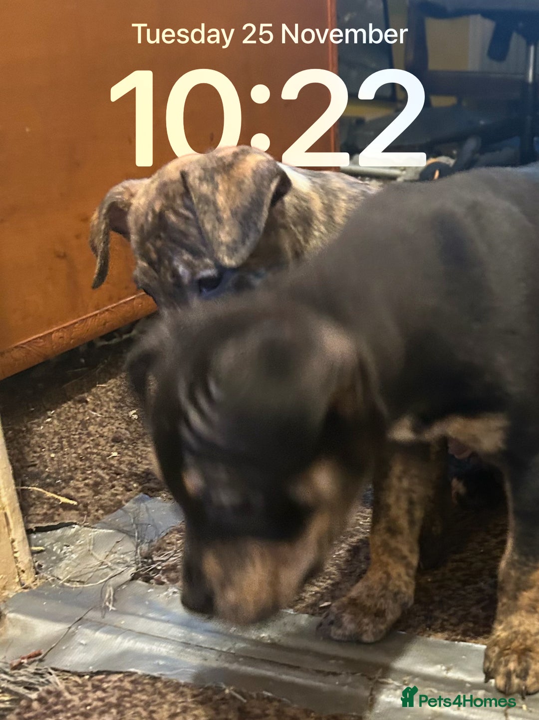 Mixed Breed dogs for sale: Last two beautiful Puppies for Rehoming  - Advert 10