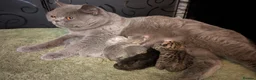 British Shorthair cats for sale: Active blood group B Male - Advert 10