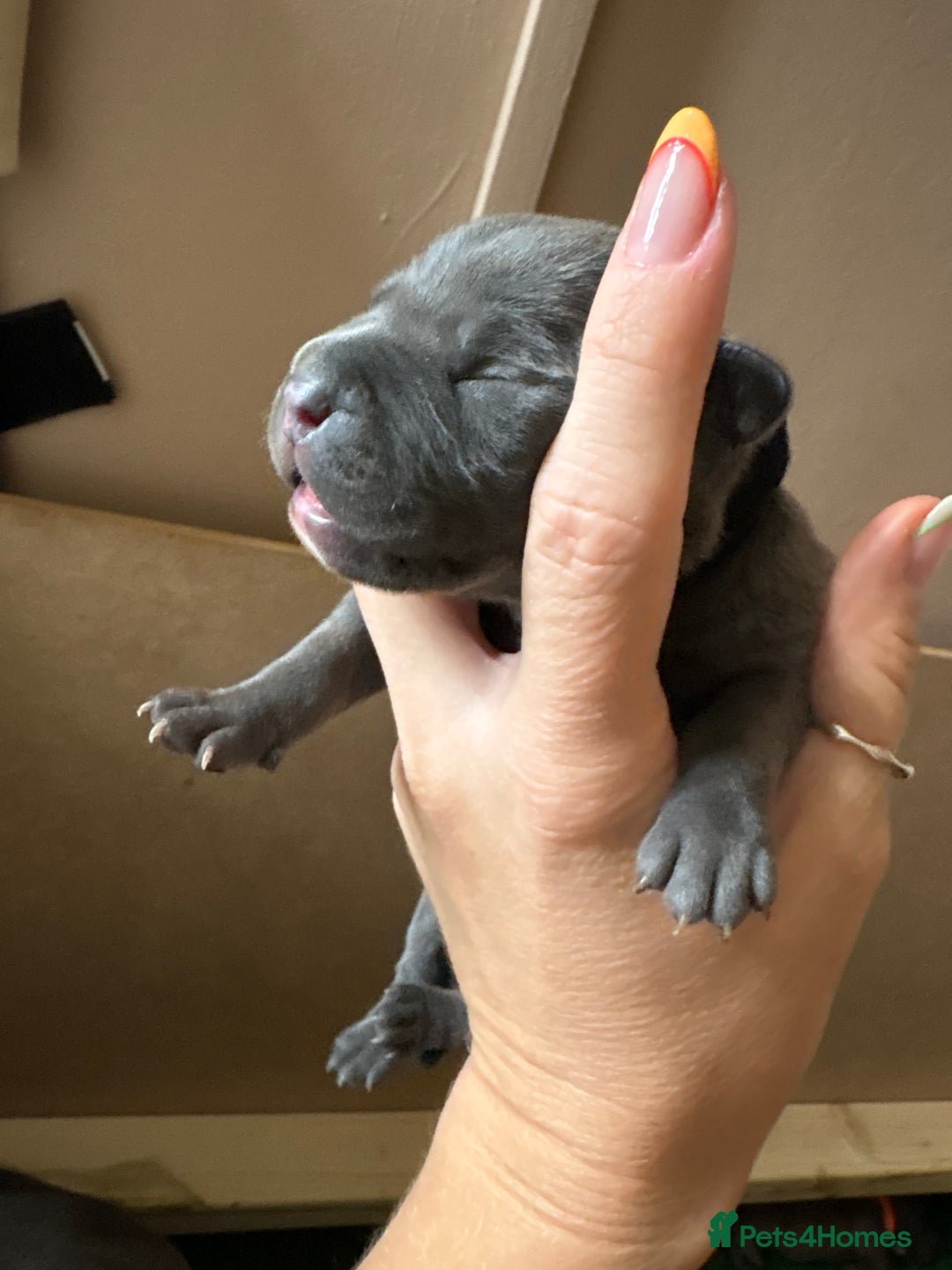 Staffordshire Bull Terrier dogs for sale: Blue staffy pups (mum is champion bred kc) - Image 16