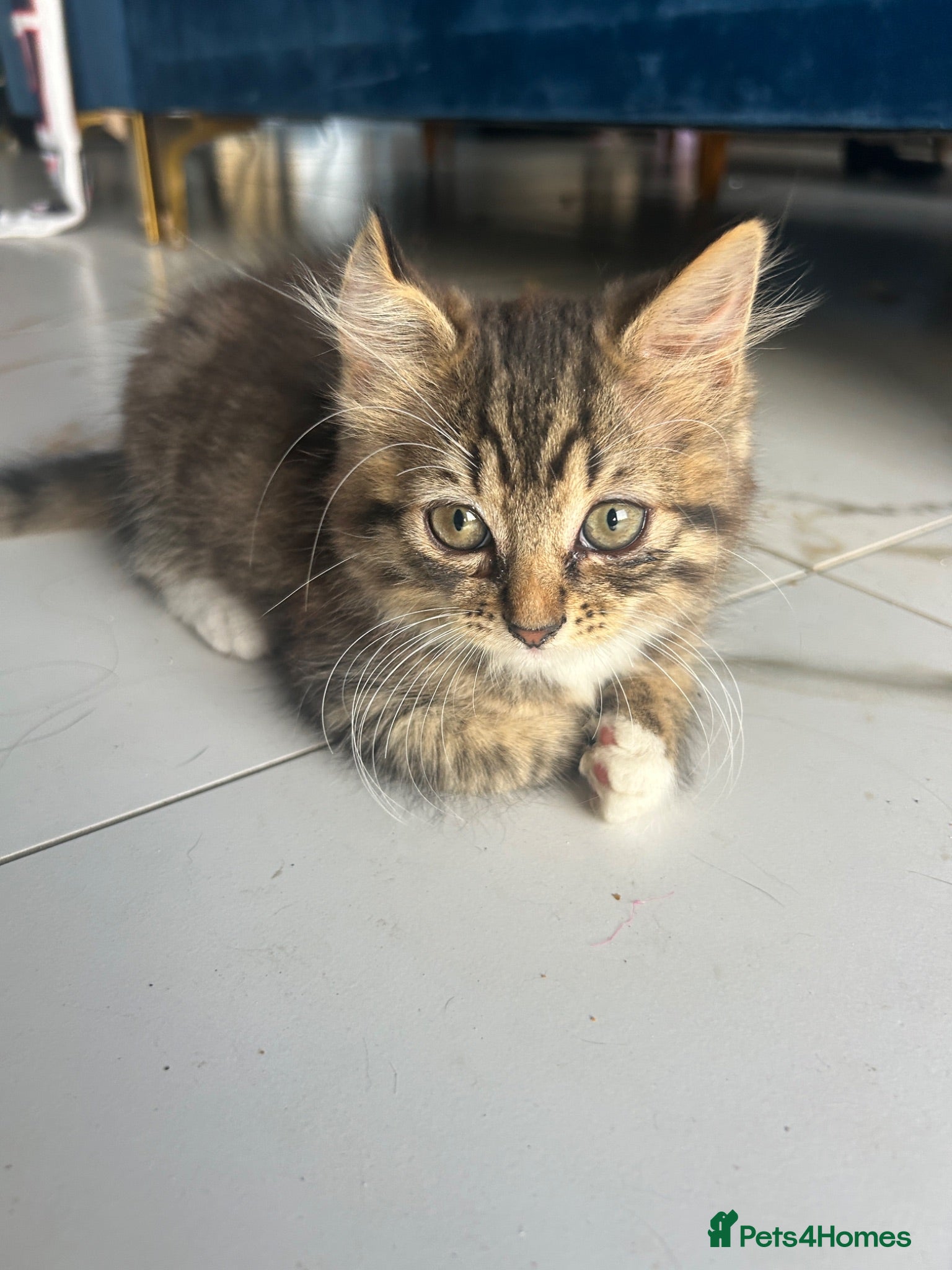Mixed Breed cats Baby girl ready for her new home! - Advert 1