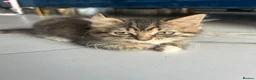Mixed Breed cats for sale: Baby girl ready for her new home! - Advert 1