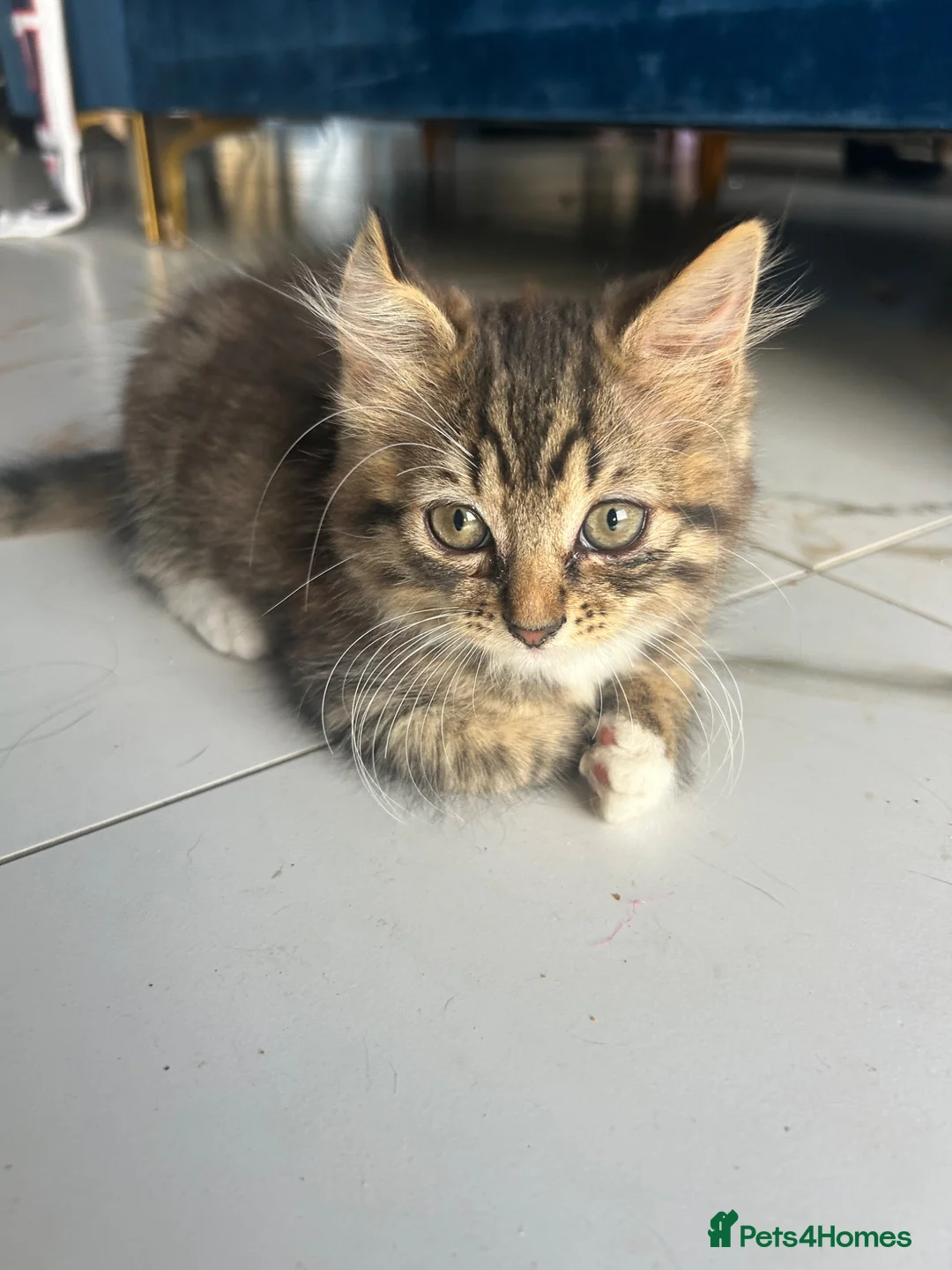 Mixed Breed cats for sale: Baby girl ready for her new home! - Advert 1