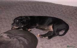 American Bully dogs for sale: Pocket bully - Advert 4