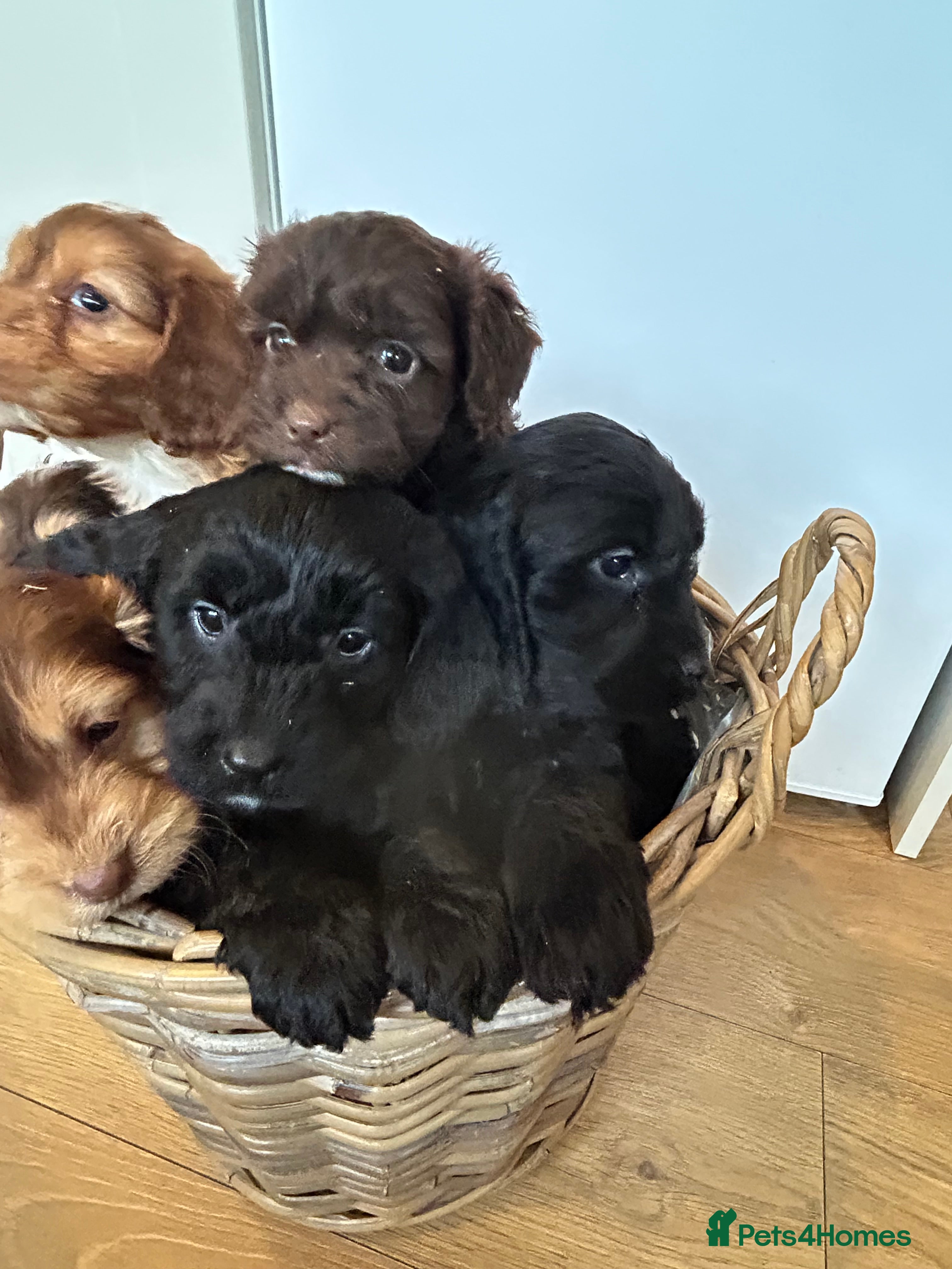 Cockapoo dogs Stunning Cockapoo Puppies  - Advert 14