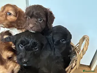 Cockapoo dogs Stunning Cockapoo Puppies - Advert 14