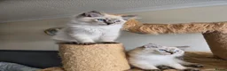 Ragdoll cats for sale: Gorgeous seal tabby male Ragdoll kittens  - Advert 5