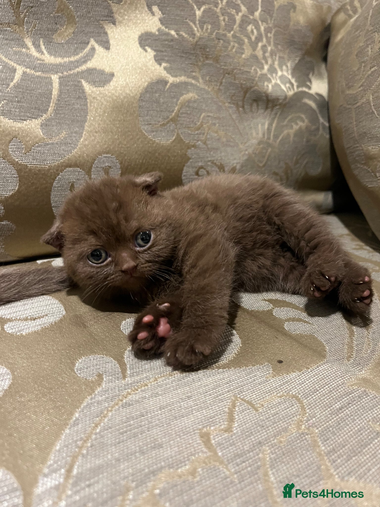 Scottish Fold cats Chocolate, Black & Lilac pedigree Scottish fold - Advert 14