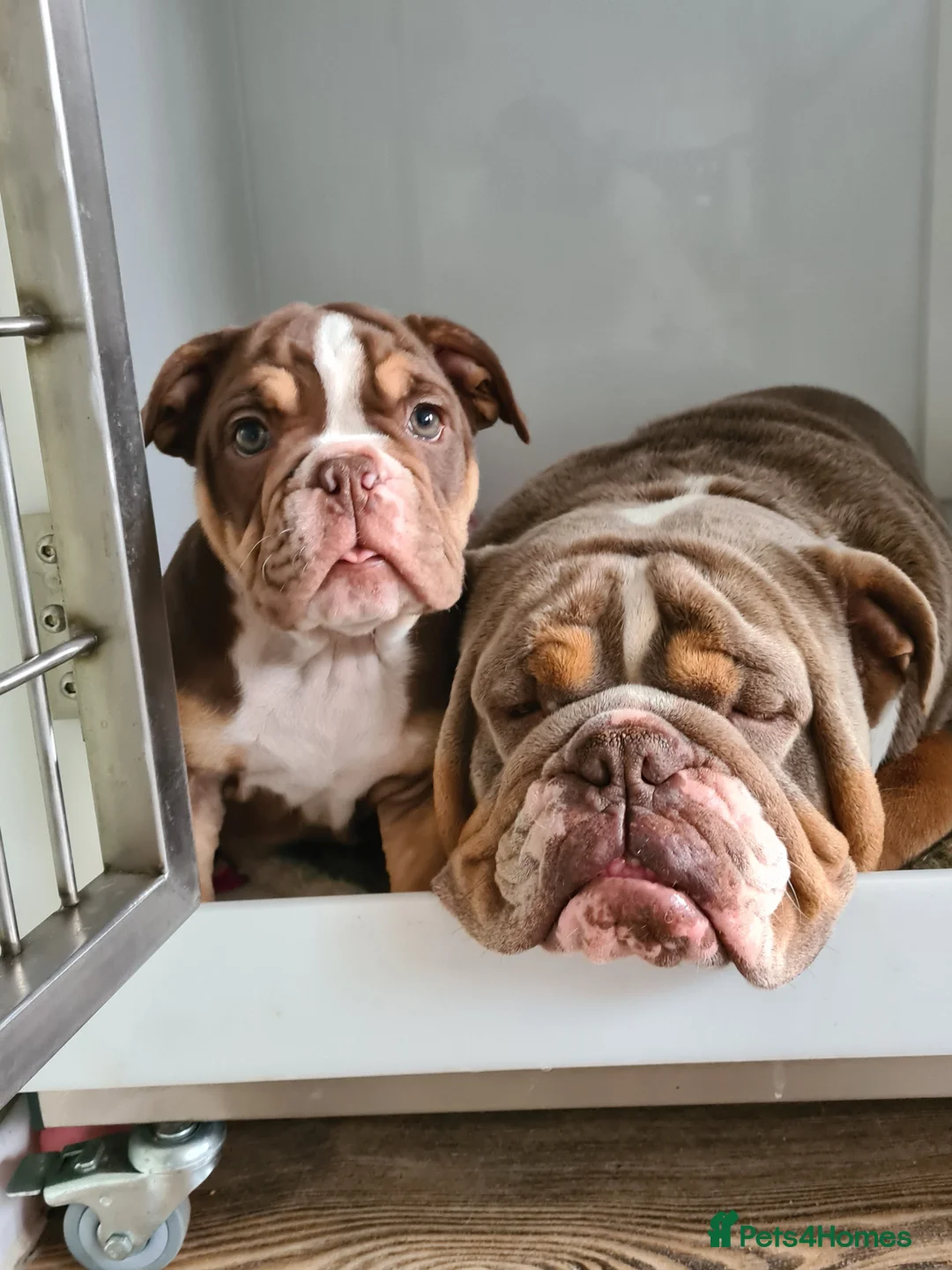 English Bulldog dogs for stud: BURT LILAC TRI STUD KC REGISTERED HEALTH TESTED in Wisbech - Advert 8