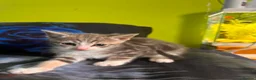Mixed Breed cats for sale: 6 kittens for sale  - Advert 6