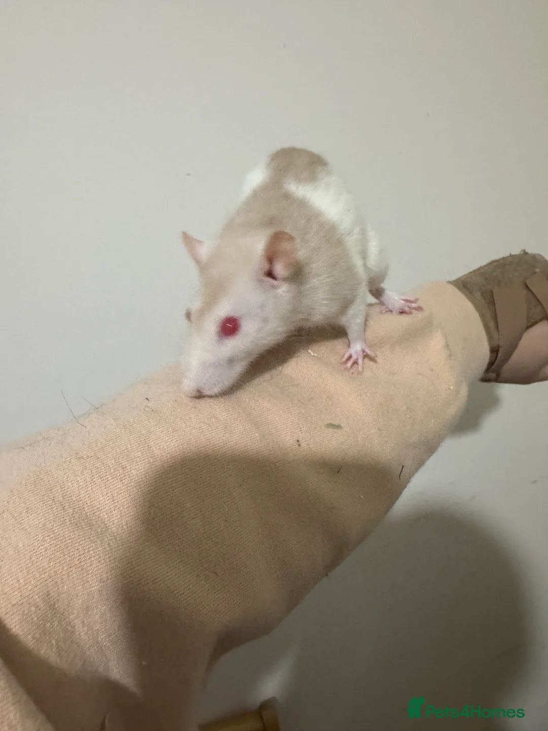 Rat rodents for sale: 3 Female rats and cage  - Advert 4