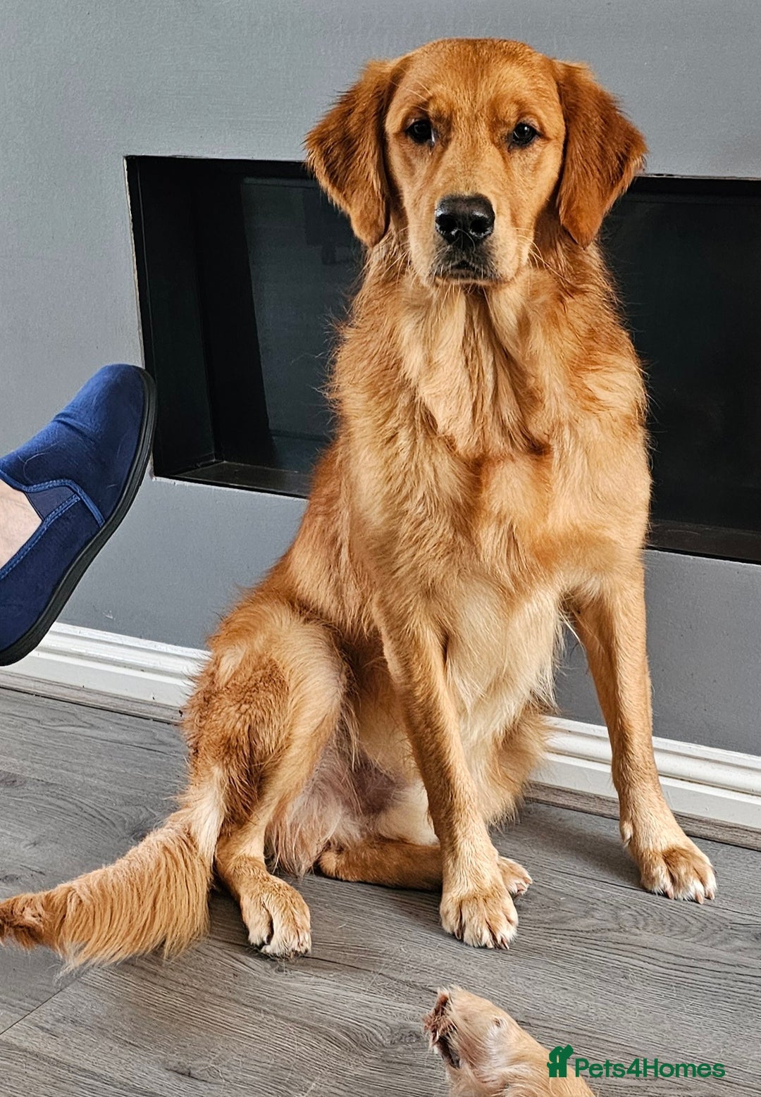 Golden Retriever dogs for sale: KC Golden retriever for sale - Advert 5