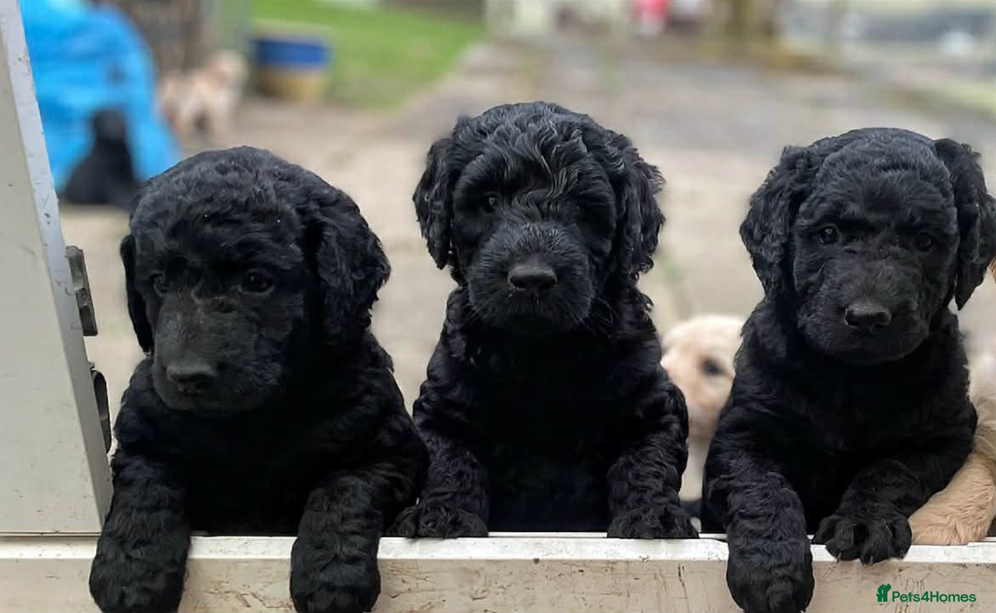 Goldendoodle dogs Stunning F2 Goldendoodle Puppies - Advert 1