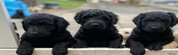 Goldendoodle dogs for sale: Stunning Goldendoodle Puppies - Advert 1