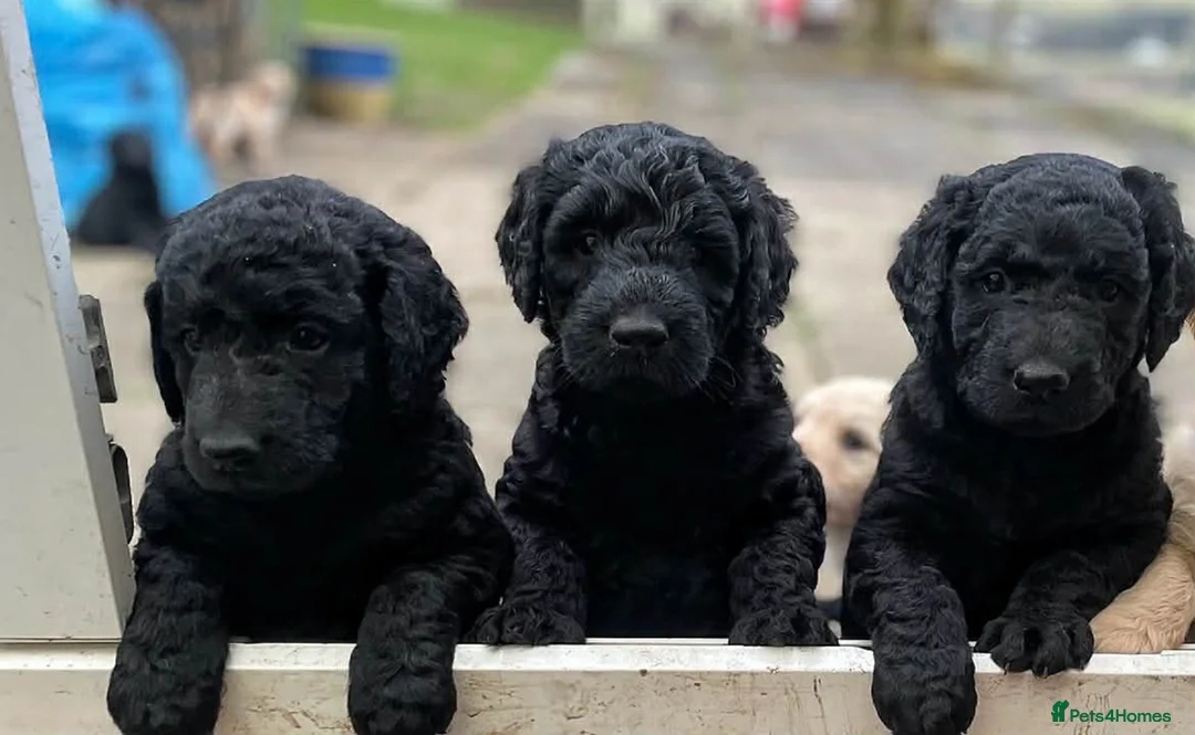 Goldendoodle dogs for sale: Stunning Goldendoodle Puppies - Advert 1