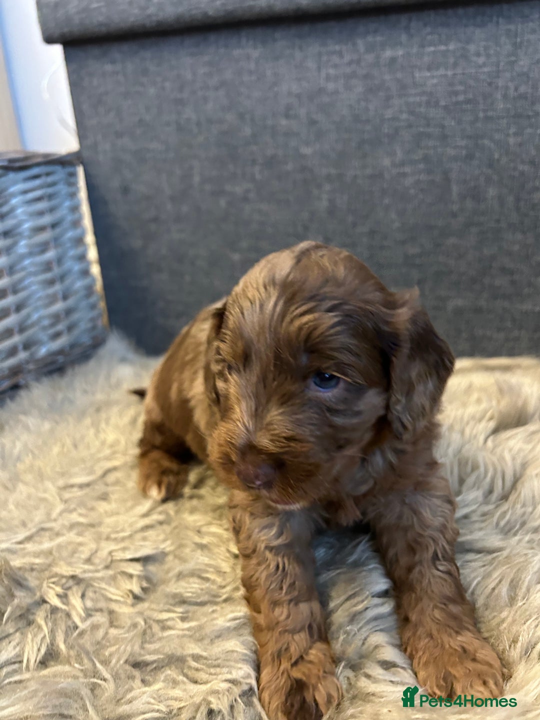 Cockapoo dogs for sale: 5 adorable cockapoo puppies  - Advert 16