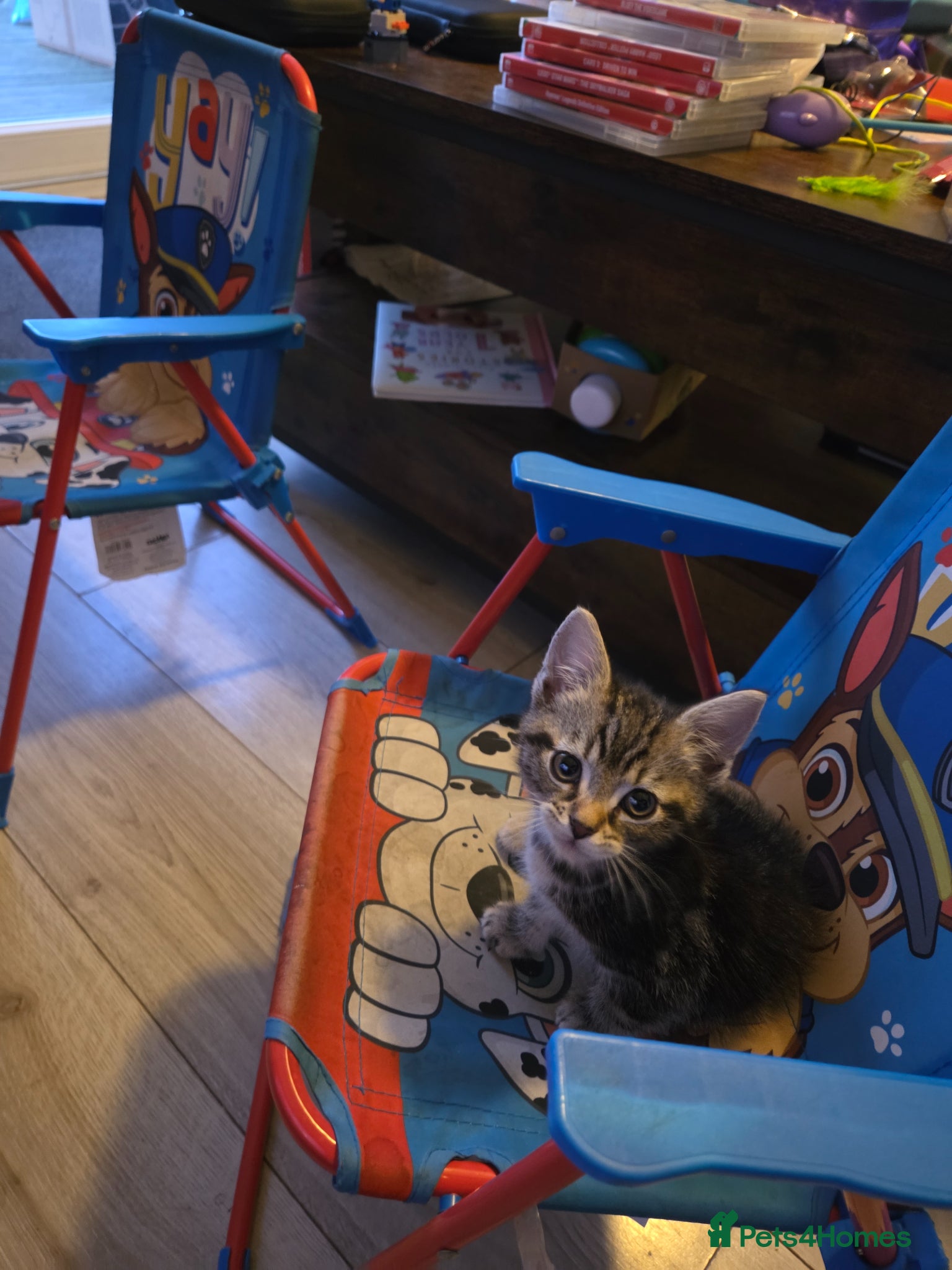 Domestic Shorthair cats for sale: Male Tabby kitten  - Advert 5