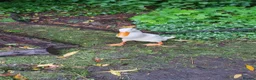 Ducks poultry for sale: Runner Ducks  - Advert 3