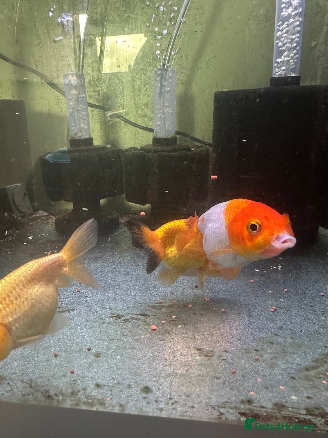 Fancy Goldfish fish for sale: 9 fancy goldfish for sale  - Image 6