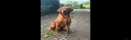 Labrador Retriever dogs for sale: Beautiful fox red Labrador litter of 11  - Advert 2