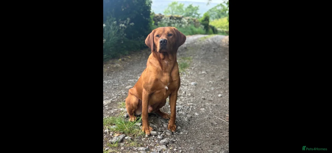 Labrador Retriever dogs for sale: Beautiful fox red Labrador litter of 11  - Advert 2
