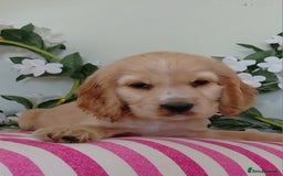 Cocker Spaniel dogs for sale: Ready today KC Show Winning Breeding - Image 17