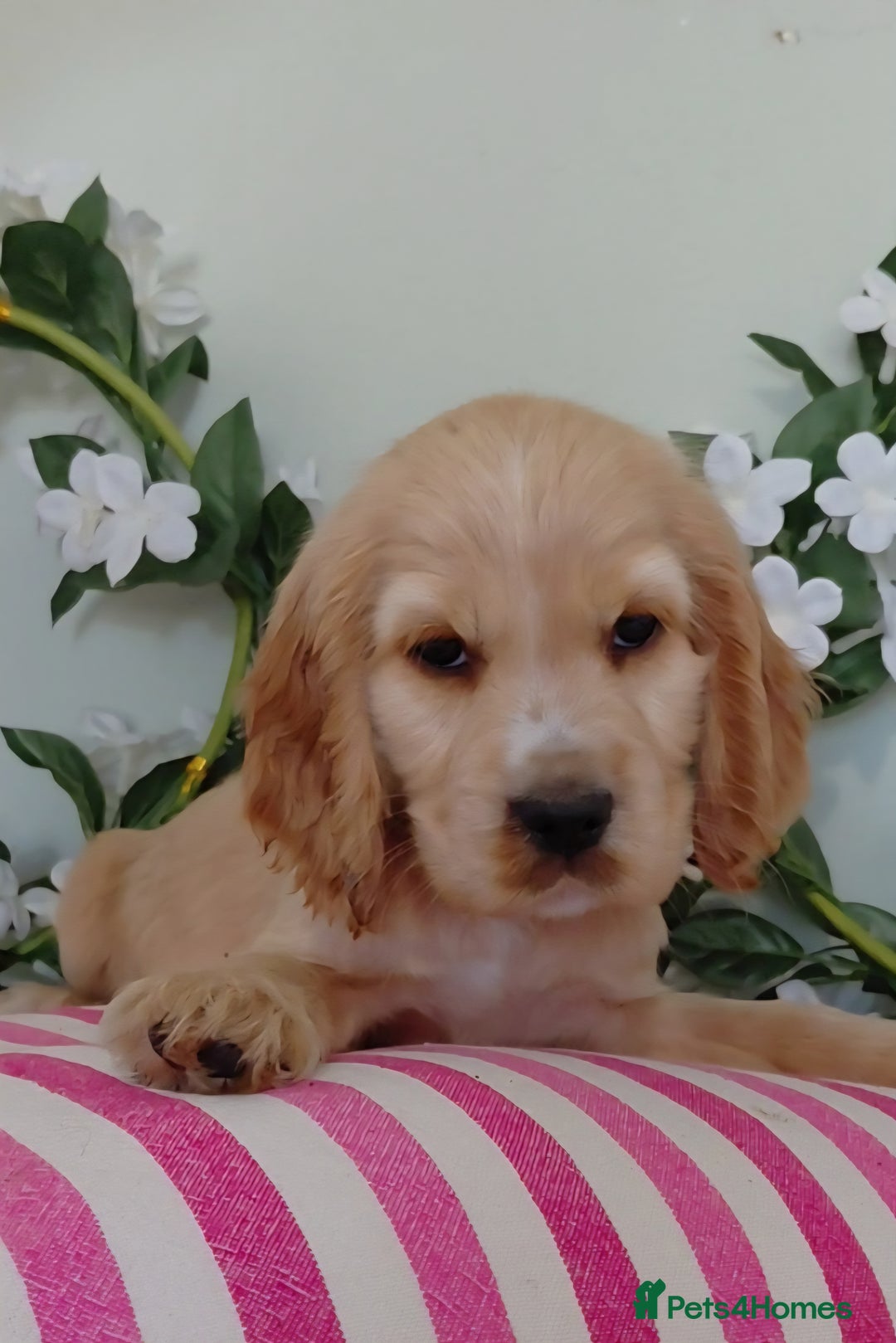 Cocker Spaniel dogs for sale: Ready today KC Show Winning Breeding - Image 17